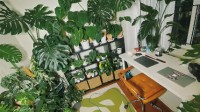 买绿植当理财产品 网红绿植单片叶子拍出近2w天价