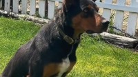 创纪录！澳洲一牧羊犬拍出4.9万美元高价