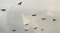 大连天空现罕见鹰柱奇景：数百只老鹰空中起舞