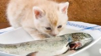 主人用淡水生鱼喂猫遭质疑 网友：有寄生虫感染风险