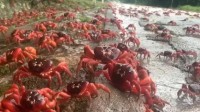 澳大利亚圣诞岛红蟹大迁徙：组团过马路场面壮观