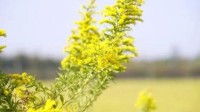 成都疑现加拿大一枝黄花：生态杀手 不要自行拔除