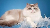 比利时举行世界最美猫比赛 主人：我的猫咪最可爱