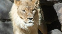 美国动物园公狮年老去世 母狮居然“自动变性”？