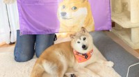 Doge表情包原型小狗17岁了 网友纷纷送上祝福