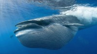 污染太严重！加州一群蓝鲸每天摄食1000万个塑胶微粒