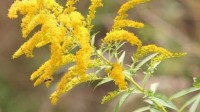 生态杀手加拿大一枝黄花遇对手 成浙江胡羊口中美味