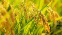 中国空间站水稻成熟 完成首次太空水稻全周期培育