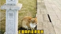 上海CBD流浪猫拥有豪华猫舍 网友:替我实现了别墅梦