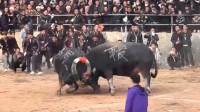 贵州农村斗牛引8万人围观 村民：友谊赛 大家很喜欢