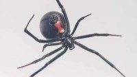 厦门海关截获1只活体“黑寡妇” 毒性最大的蜘蛛之一