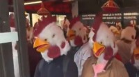 法国动保人士扮成鸡占领汉堡王餐厅 抗议其养殖屠宰方式