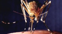 转基因雄蚊使后代无法活到成年：实验地蚊子减少96%