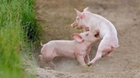 最新研究表明：猪可以劝架 关系越亲密越不易和解