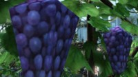 SE模拟游戏《HARVESTELLA》出现《FF14》彩蛋：一串多边形葡萄
