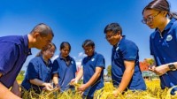 我国成功培育多年生稻：种一次可免耕收获3至4年