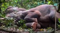 印度24头大象偷喝酒醉倒一片 村民:都是惯犯 上瘾了