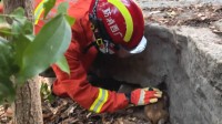 小猴被压巨石下消防员解救 网友纷纷玩起《西游记》梗