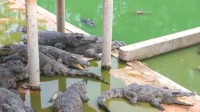 养殖场200斤鳄鱼闯进员工宿舍：员工吓到镜头模糊