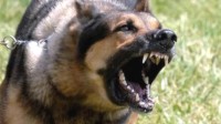 流浪狗咬伤人长期投喂者被判担责 法院：有管理义务