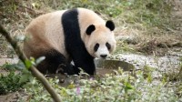 卡塔尔饲养员苦练四川话：大熊猫只听得懂四川话