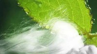 我国科学家造出超强人造蚕丝 比天然蛛丝强度高70%
