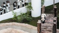 中国旅居卡塔尔大熊猫展奇能 “预测”日本战胜德国