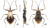 武夷山国家公园再现昆虫新物种：中华粘猎蝽！