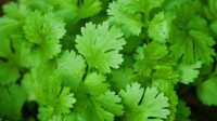 女子爱吃香菜闺蜜定制香菜生日蛋糕 这创意绝了