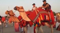 世界杯带火卡塔尔旅游业 骆驼工作量暴涨50倍