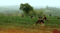 祝贺！中国传统制茶技艺及其相关习俗申遗成功