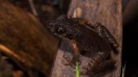 广东发现全球新物种密疣掌突蟾 会发出虫鸣的蛙