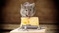 美国纽约老鼠泛滥 政府高薪招聘灭鼠总管