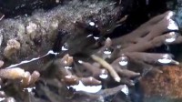 贵州科研人员发现6亿年前古老生物 淡水“海绵宝宝”