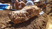 澳大利亚或发现蛇颈龙化石：生活在一亿多年前海洋中