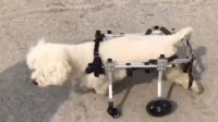 宠物界的钢铁侠！大叔定制轮椅帮残疾宠物重新奔跑