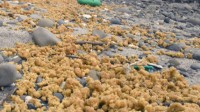 日本种子岛漂浮大量黄色物体 专家称极其罕见