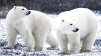 “世界北极熊之都”升温过快 北极熊快没饭吃了