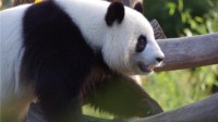 美国动物园将归还大熊猫丫丫和乐乐 曾被质疑遭虐待