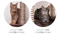 日本新型养猫方式引发众怒：每月370日元可随时弃养 