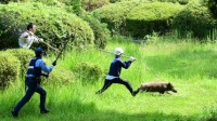 日本一男子饲养野猪宠物散步时走丢 身长近1米