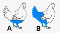 西班牙《肯德基》官推提问：鸡会怎么穿长裤？