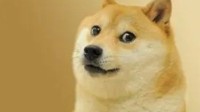 Doge表情包原型柴犬患白血病和肝病 医生：情况危险