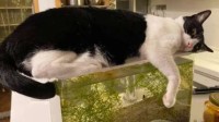 小猫送走全部观赏鱼霸占鱼缸睡觉 觊觎鱼缸很久了