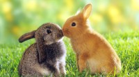 新加坡动物收容所提示您：兔年养兔要三思
