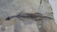云南发现2.4亿年前“四脚蛇”化石 命名奇异罗平龙