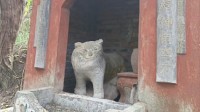 《中国奇谭》小猫庙原型在中国 未借鉴《夏目友人帐》