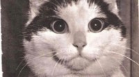 老照片：21岁的伊丽莎白女王 1985年最好看的猫咪