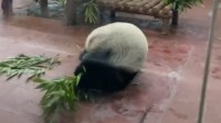 大熊猫看到游客后一言不合上才艺 网友：门票值了
