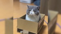 年度猫猫热帖：推特最萌最暖最沙雕的猫猫都在这里!